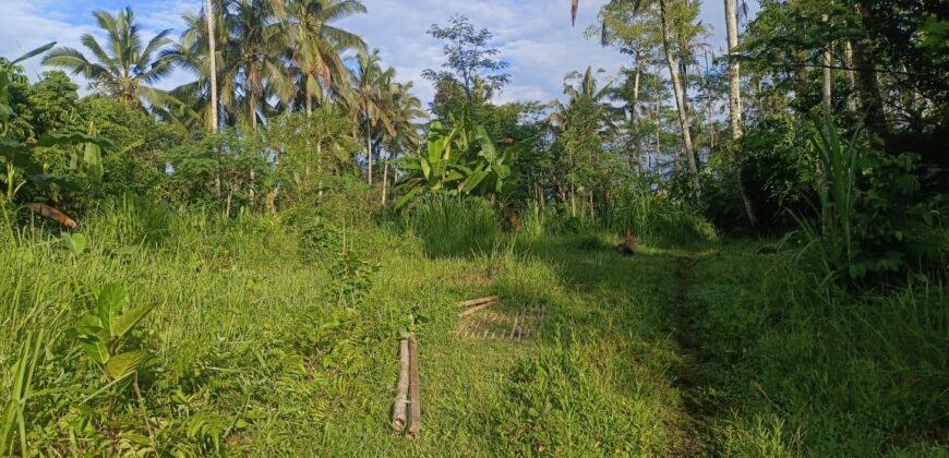 Land 5-10 Hectares Tabanan