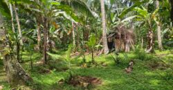 Land 138 Ara (1,38 Hectares) Kedewatan Ubud