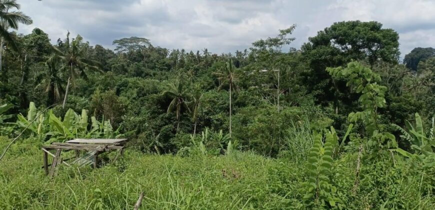 Land 135 Ara (1,35 Hectares) Tegalalang Gianyar