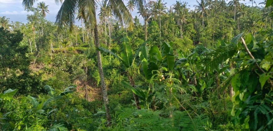 Land 5-10 Hectares Tabanan