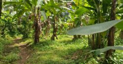 Land 138 Ara (1,38 Hectares) Kedewatan Ubud