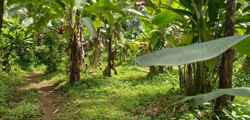 Land 138 Ara (1,38 Hectares) Kedewatan Ubud