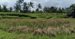 Land 135 Ara (1,35 Hectares) Tegalalang Gianyar