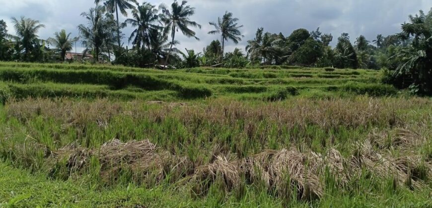 Land 135 Ara (1,35 Hectares) Tegalalang Gianyar