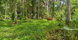 Land 138 Ara (1,38 Hectares) Kedewatan Ubud