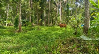 Land 138 Ara (1,38 Hectares) Kedewatan Ubud