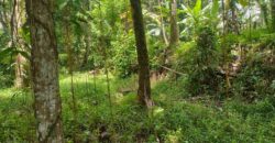 Land 138 Ara (1,38 Hectares) Kedewatan Ubud