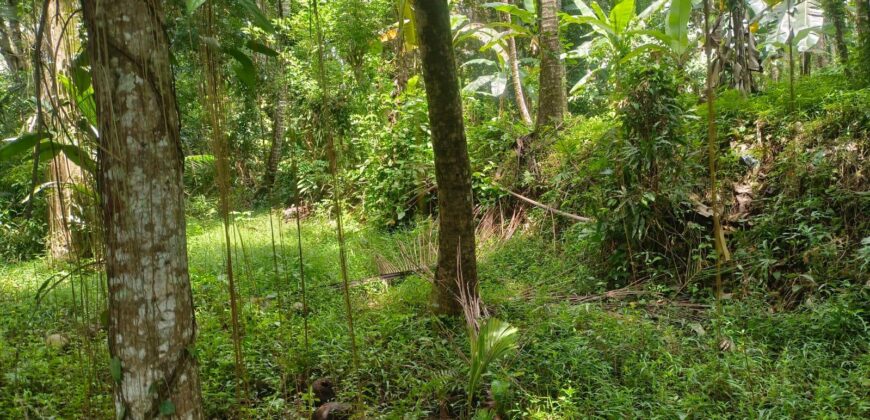 Land 138 Ara (1,38 Hectares) Kedewatan Ubud