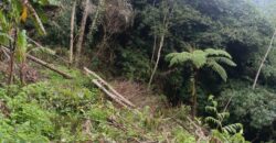 Land 83 Ara Tegalalang Ubud Gianyar