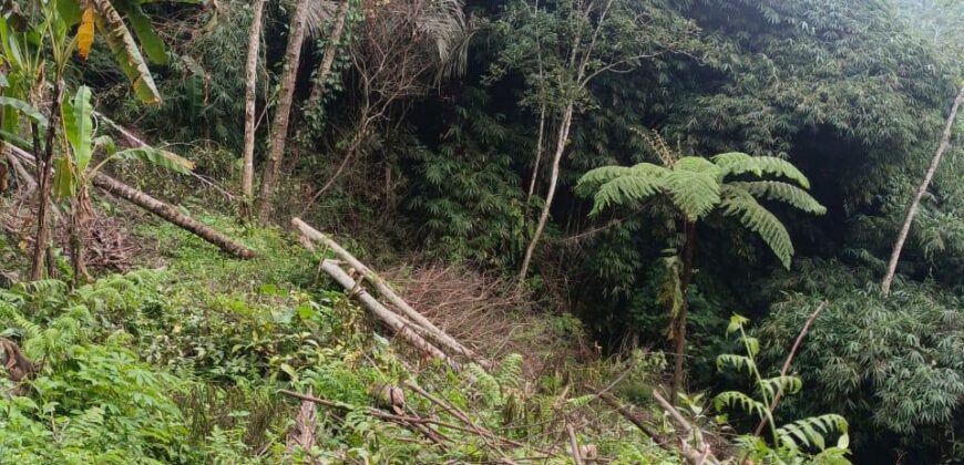 Land 83 Ara Tegalalang Ubud Gianyar