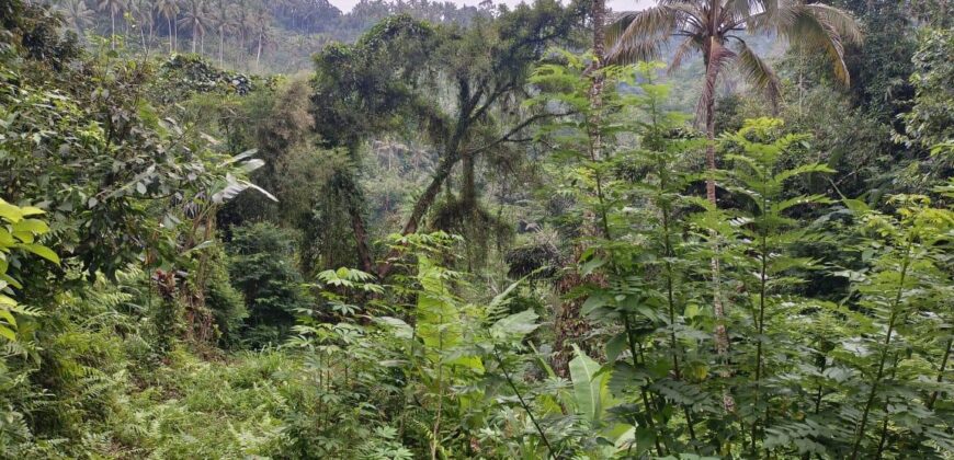 Land 14,3 Ara – Tegalalang Ubud Gianyar