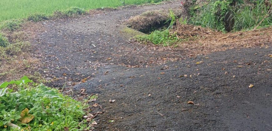 Land 1,18 Hectare at Tabanan