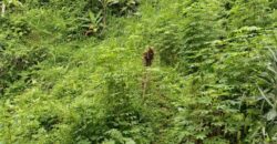 Land 14,3 Ara – Tegalalang Ubud Gianyar