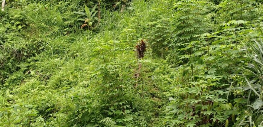 Land 14,3 Ara – Tegalalang Ubud Gianyar