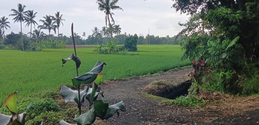 Land 1,18 Hectare at Tabanan