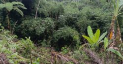 Land 83 Ara Tegalalang Ubud Gianyar
