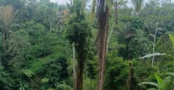 Land 83 Ara Tegalalang Ubud Gianyar