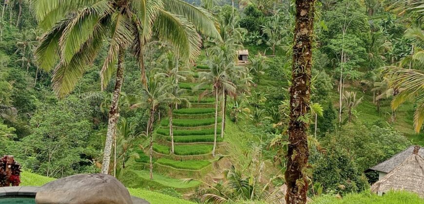 Villa Dara Ayu 1,5 Hectare at Payangan