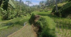 Land 125 Ara at Ubud