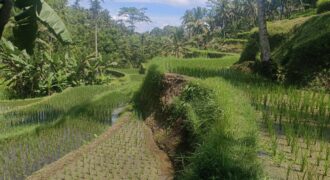 Land 125 Ara at Ubud